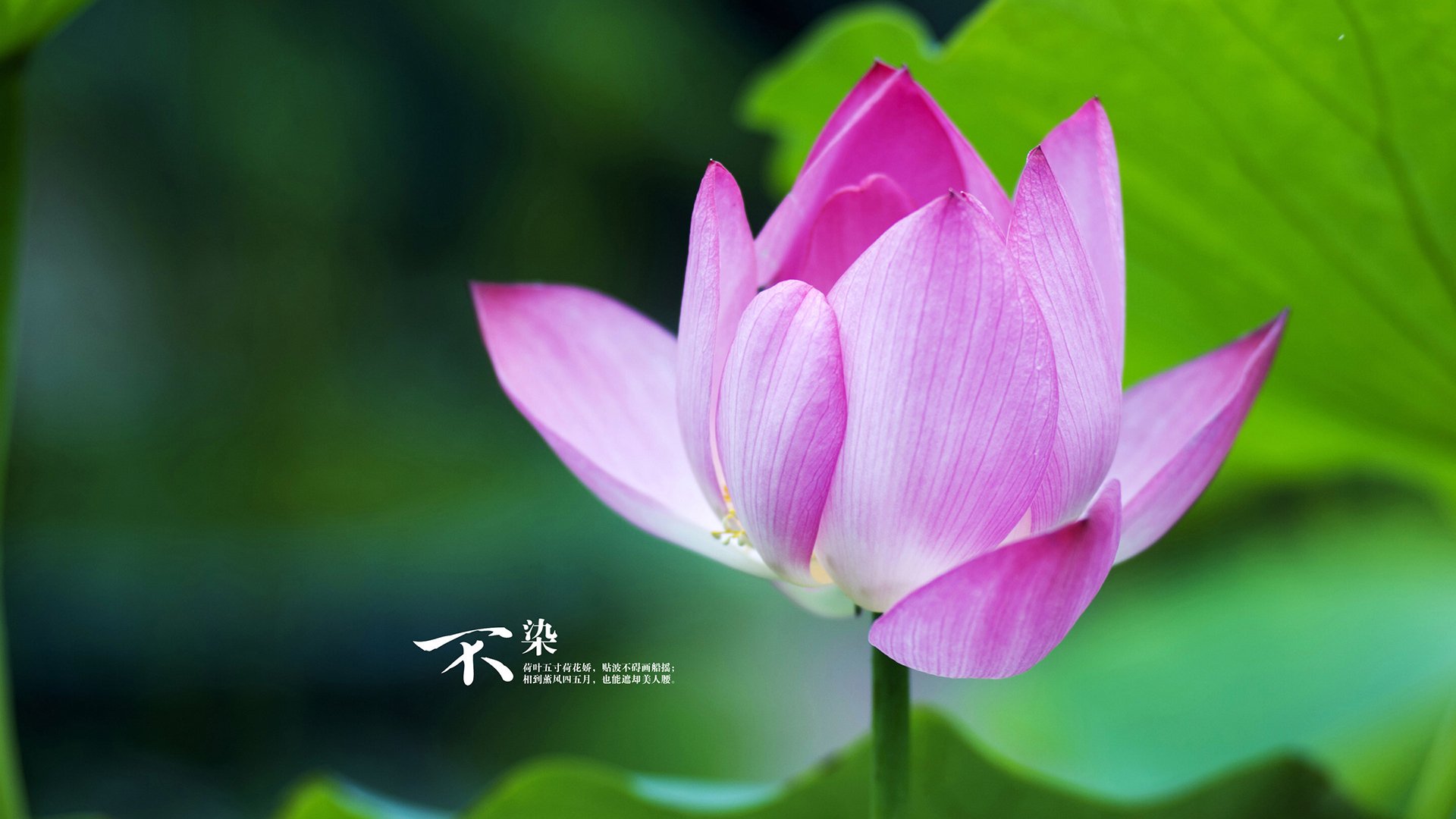 利拉德主宰决胜时刻，太阳惊险击退魔术