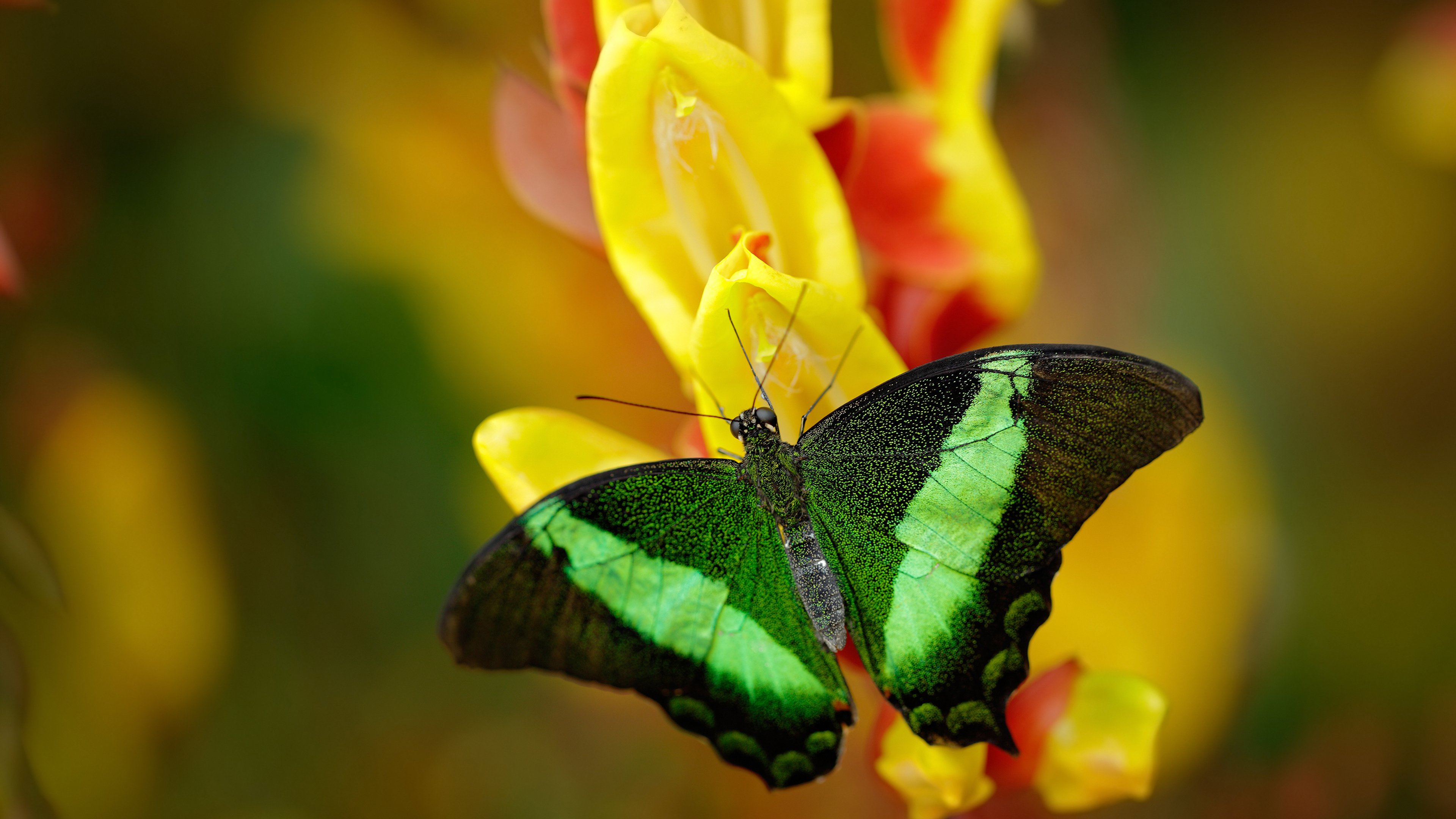 世俱杯改制-钢铁防线与黑色雄狮的悲歌，斯通斯爆发助澳大利亚强行终结喀麦隆