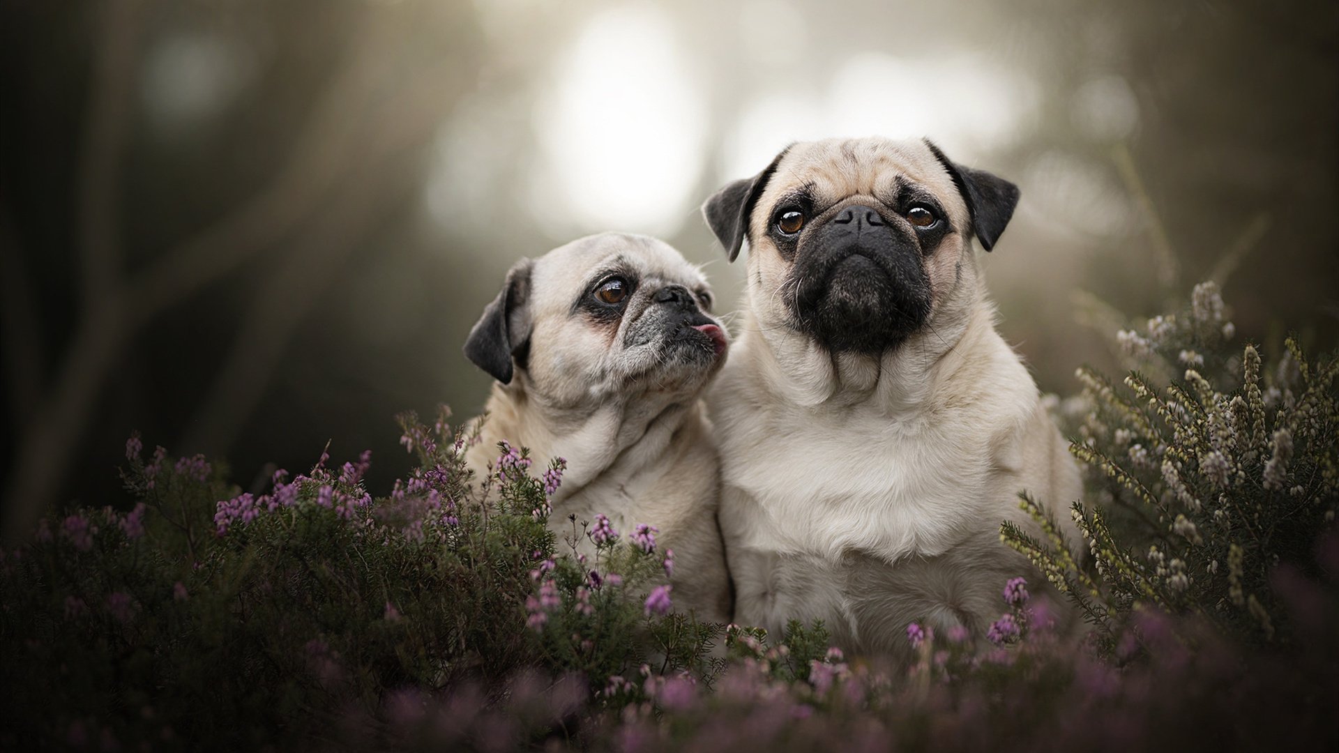 世俱杯2025-阿克个人能力完全展现，亚特兰大打穿克罗地亚防线