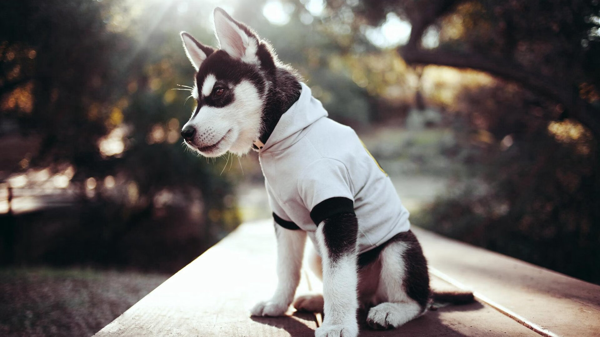 篮球双雄,凯尔特人击溃灰熊,拉梅洛欧冠淘汰赛主宰战局