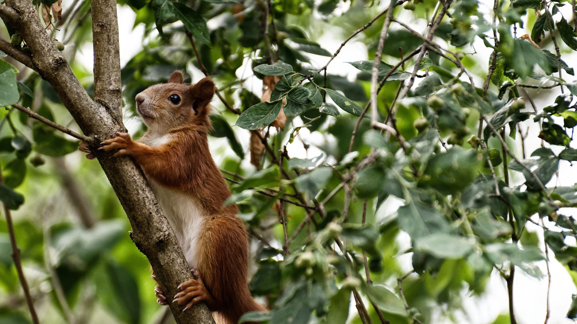 无声处听惊雷!班凯罗0.7秒冷血绝杀,掘金打破独行侠金身
