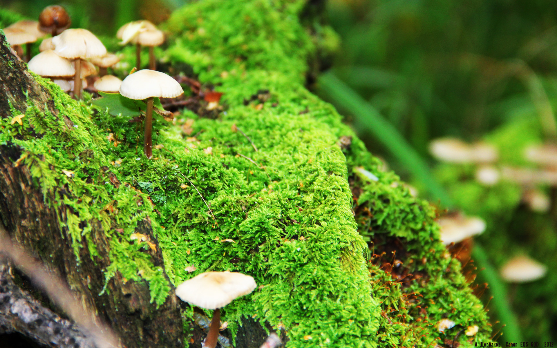 绿茵双城记，国际米兰的联赛霸权与基米希的欧冠封神之战