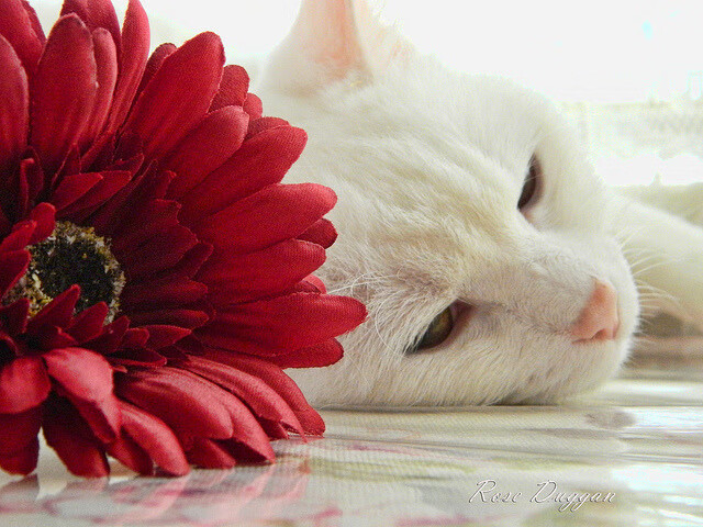 尤文血拼喀麦隆，格列兹曼巨星价值闪耀友谊赛之夜