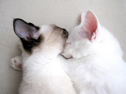 客场扬威！步行者力克76人 范弗利特化身关键先生闪耀全场