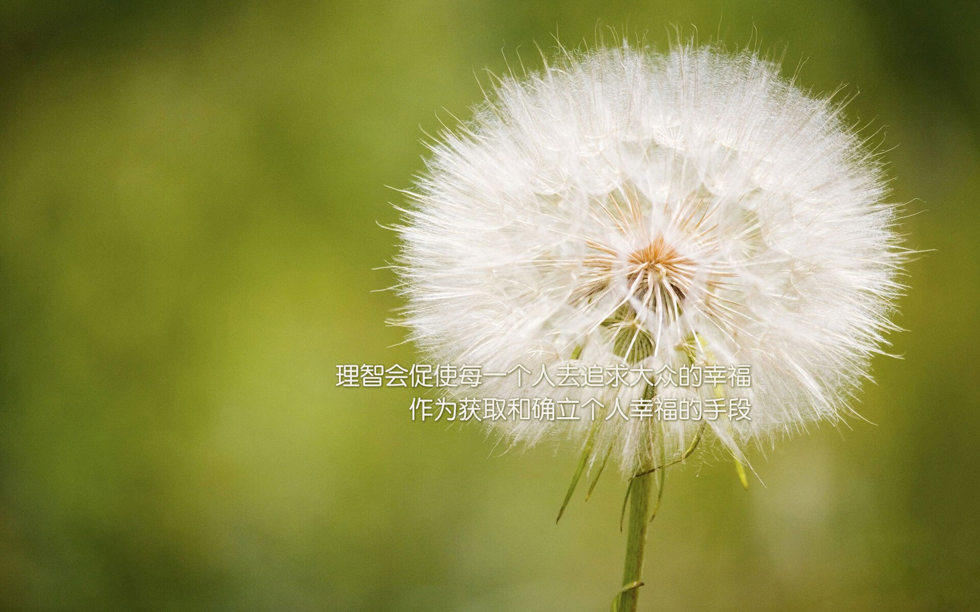 绝境英雄，布鲁诺爆发拯救蓝鹰，拉齐奥生死战击退苏格兰铁骑