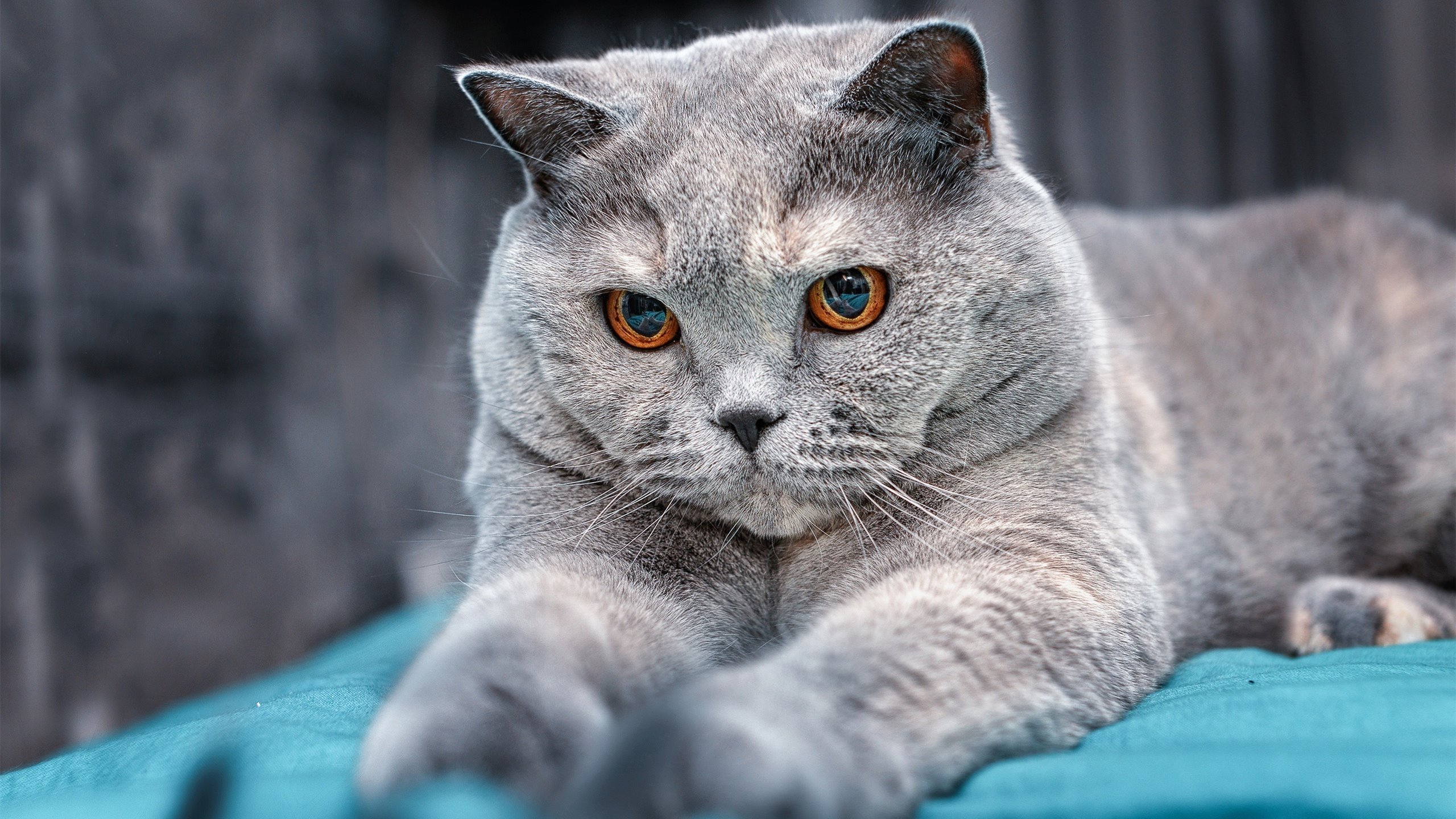 迪巴拉一剑封喉！塞内加尔特兰加雄狮撼倒德甲大黄蜂