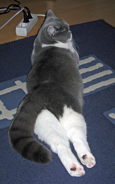 亚洲篮坛新王诞生！欧冠-亚洲决赛巅峰对决，浙江队强势击溃辽宁队问鼎冠军