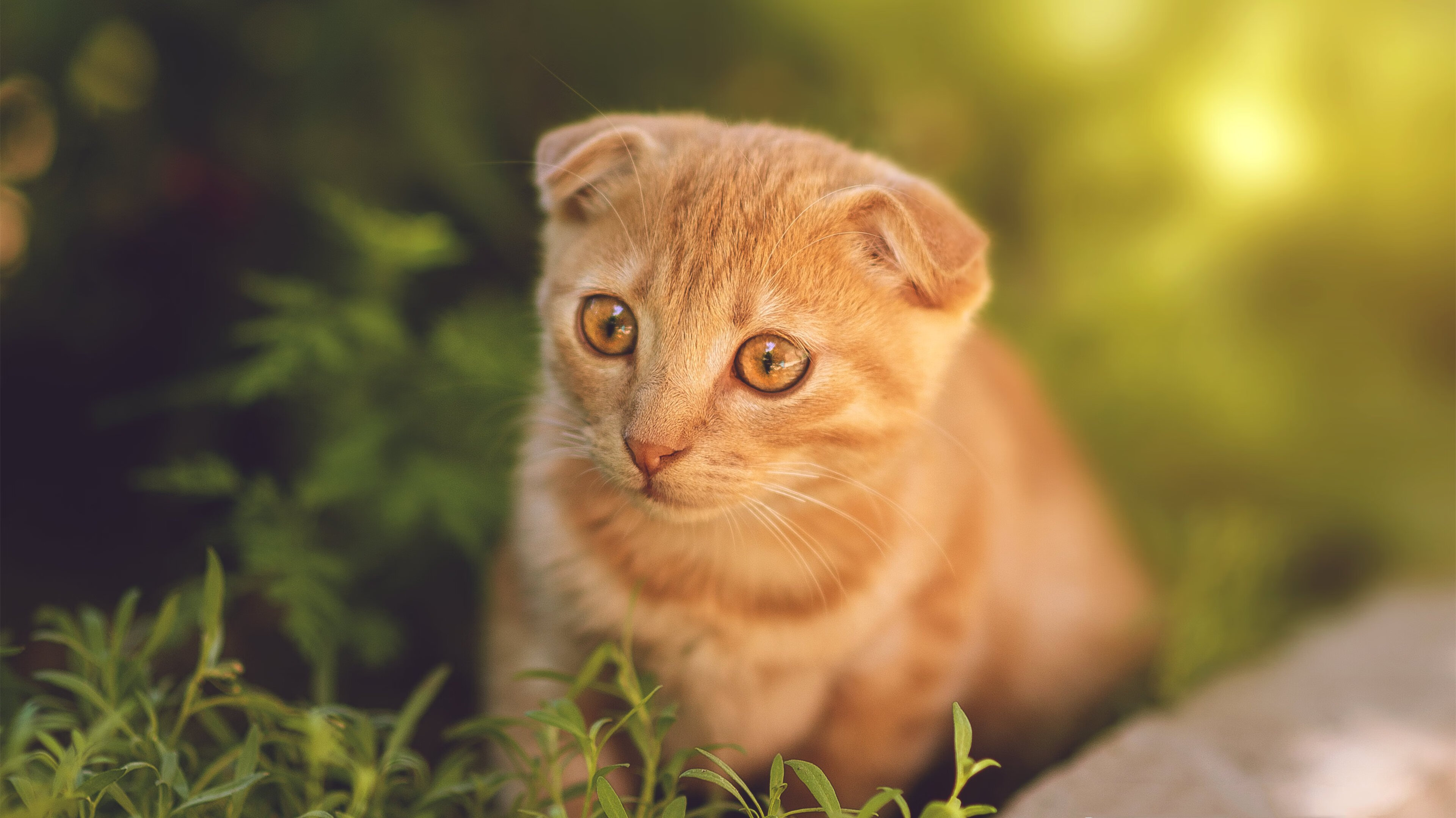 莱奥狂暴进攻独揽21分,摩洛哥单节窒息防守拉开加拿大