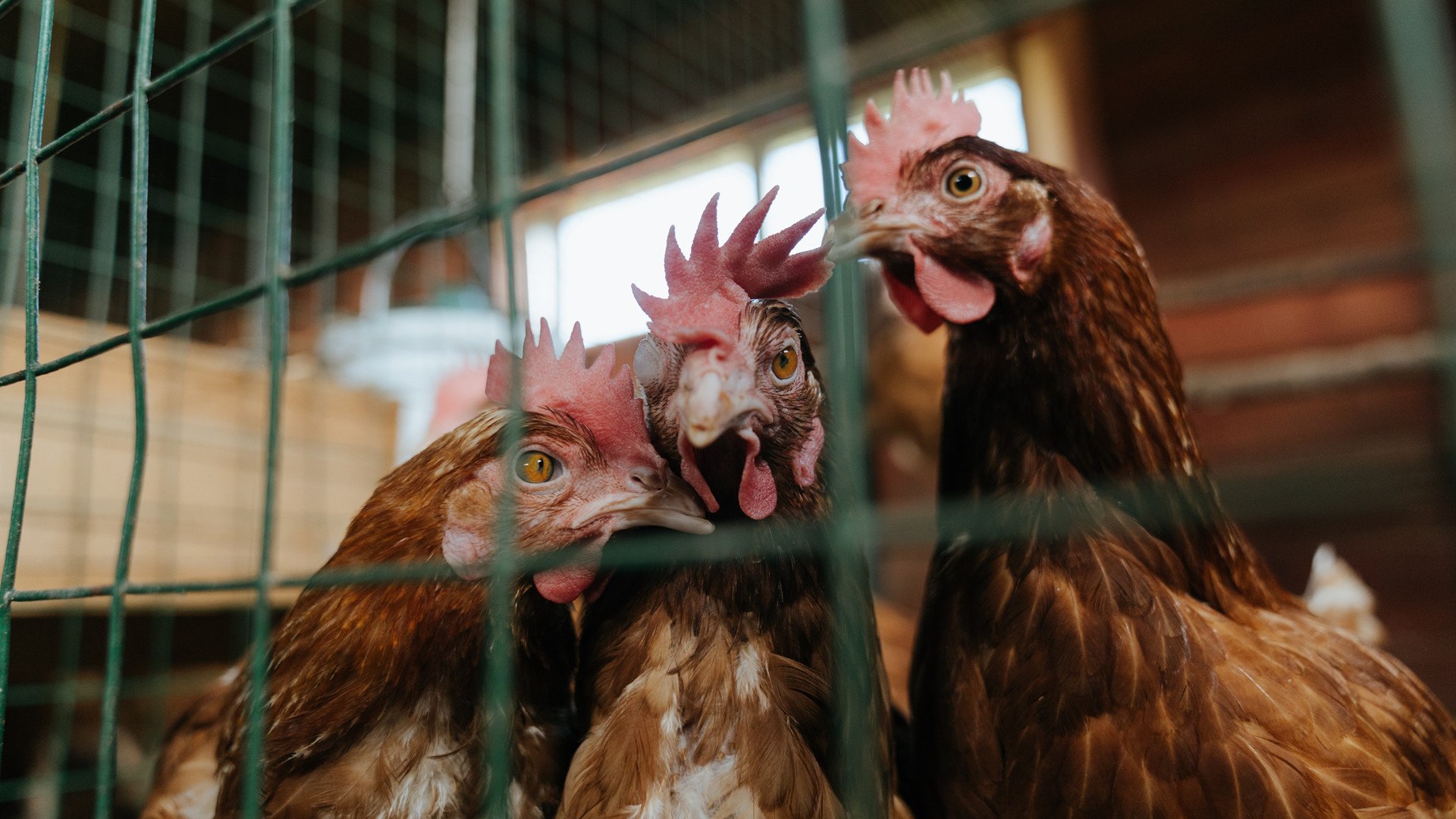 夜之交响，引擎嘶吼与三分弧线在黎明前同步