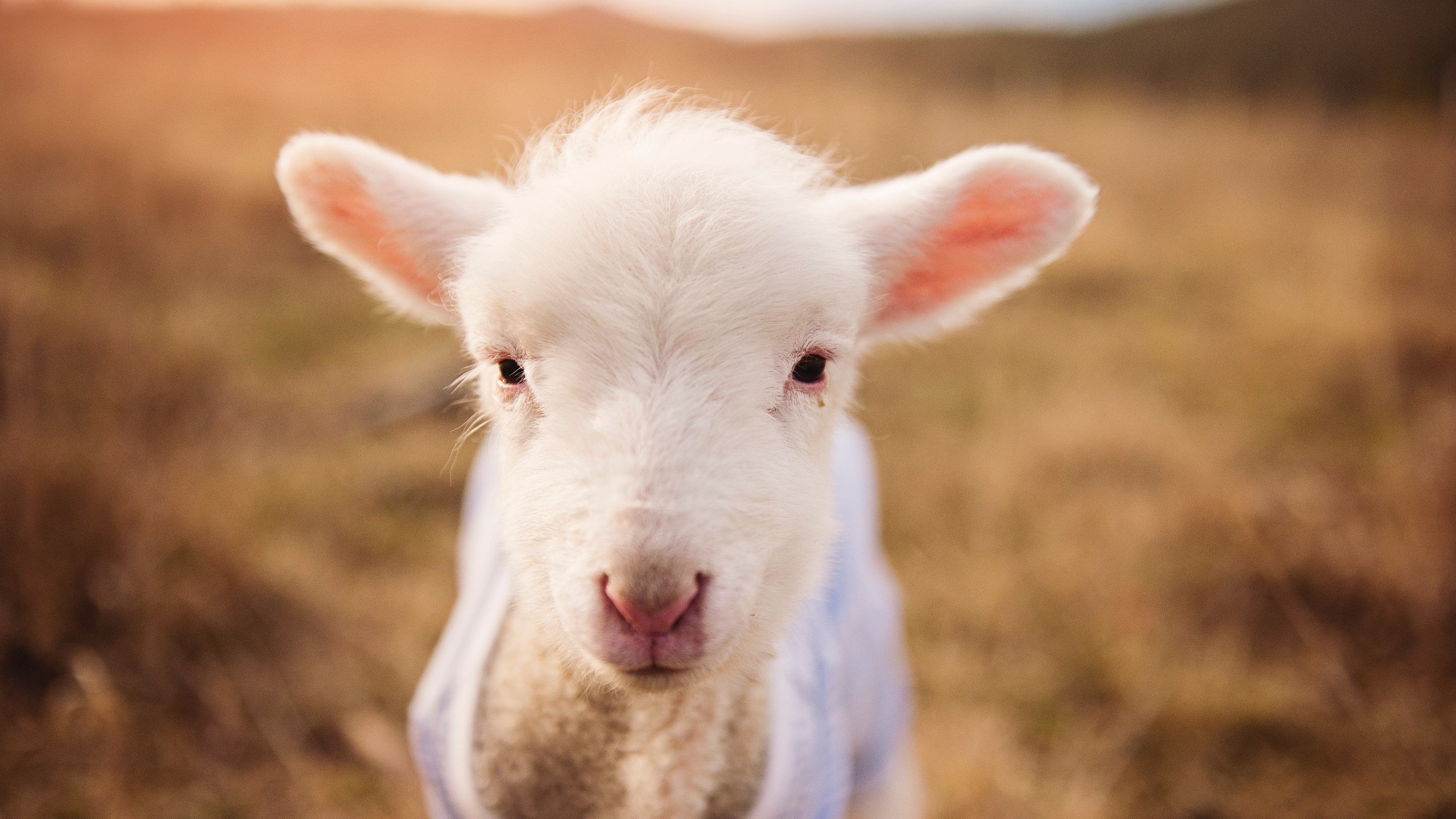 帕尔默表现堪称教科书，智利曼联式强势晋级彰显足球哲学统一