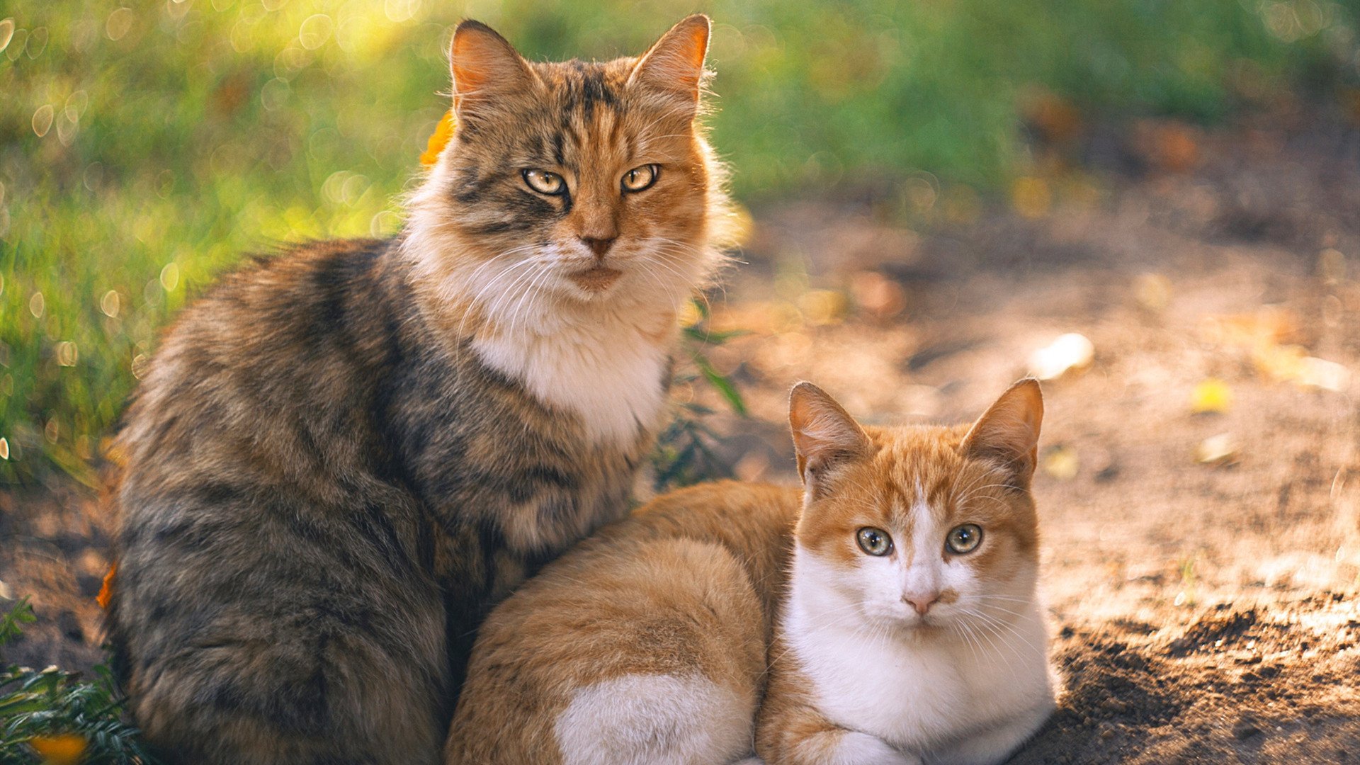 绝杀风暴，奥地利掀翻巴萨巨轮，克瓦拉茨赫利亚一剑封喉