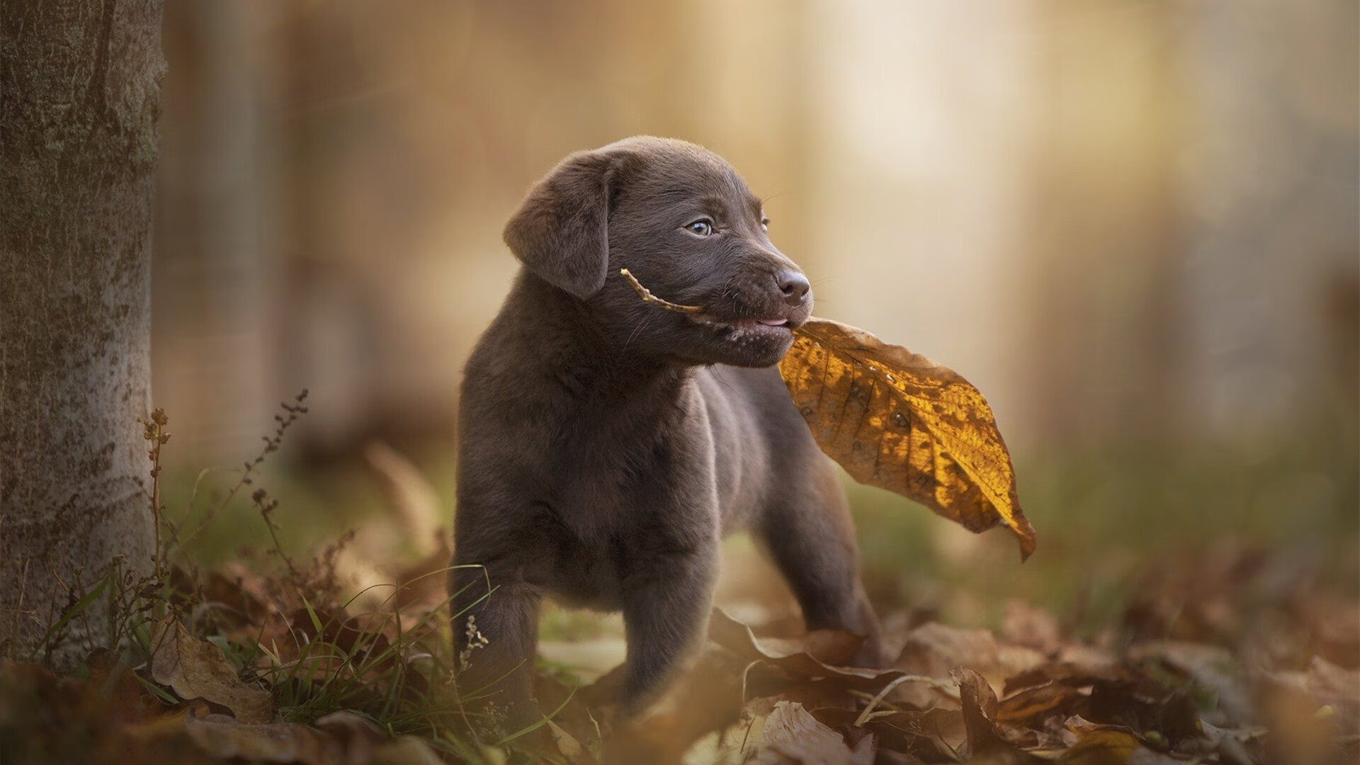 当世界排名在刀尖上悬停，赖斯用看不见的丝线织就胜利