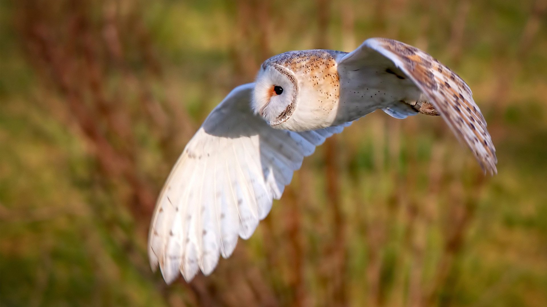 丹麦迷雾中,卡塞米罗的蓝黑生涯之夜