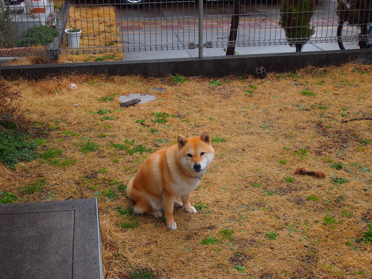 魔术对阵新疆队，拉梅洛用实力证明自己