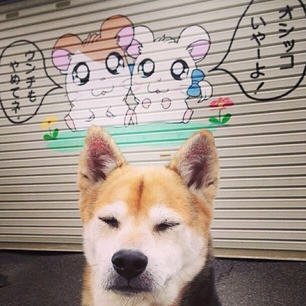 奥亚尔萨瓦尔闪耀全场，荷兰闪电战击溃挪威